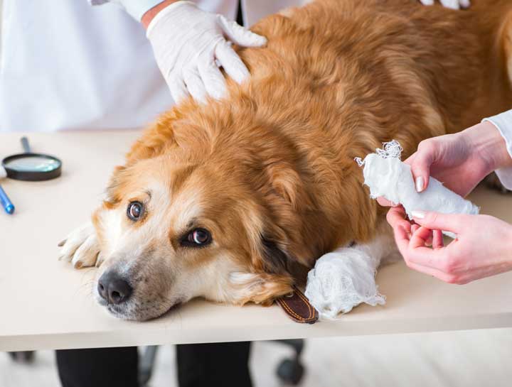 Emergency Veterinary Care